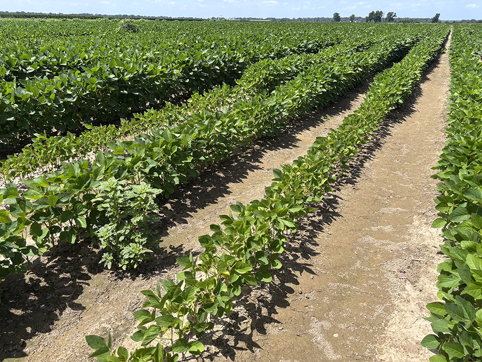 New resistant varieties prove challenging for nematode management in soybeans